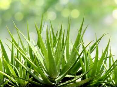 除甲醛植物十大排名外，除甲醛植物十大排名最新