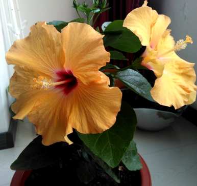 扶桑花怎么养才能开花？扶桑花不开花怎么回事？