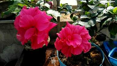扶桑花怎么养才能开花？扶桑花不开花怎么回事？