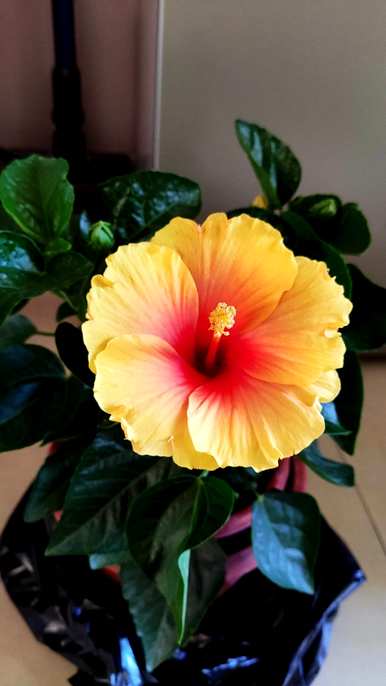 扶桑花怎么养才能开花？扶桑花不开花怎么回事？