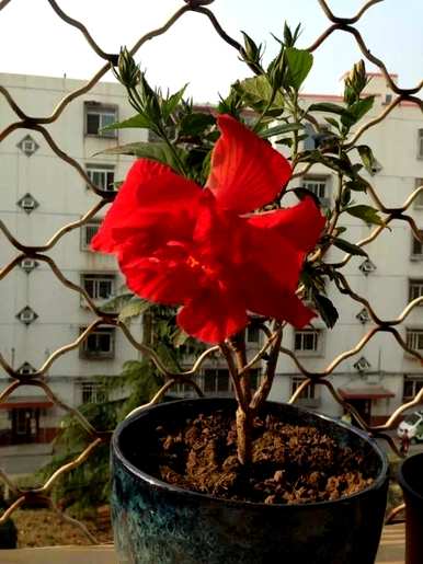 扶桑花怎么养才能开花？扶桑花不开花怎么回事？