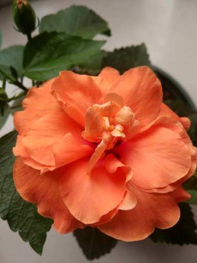 扶桑花怎么养才能开花？扶桑花不开花怎么回事？