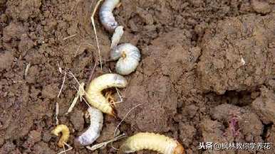 山东哪种红枫树苗适合种植？