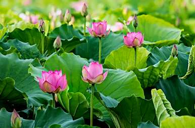 六月开什么花，六月开什么花好看图片？