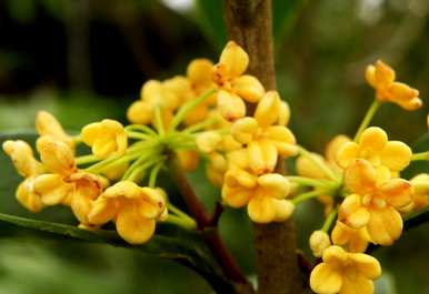 桂花什么时候开花，桂花开花视频大全？