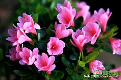 桃花几月份开花，干枝桃花能开花吗？