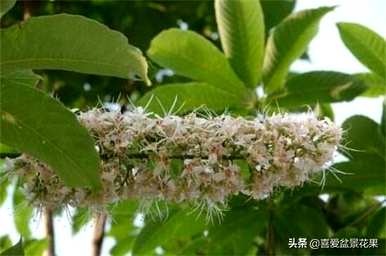 何时种植七叶树种子，何时种植七叶树种子