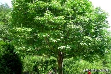 何时种植七叶树种子，何时种植七叶树种子