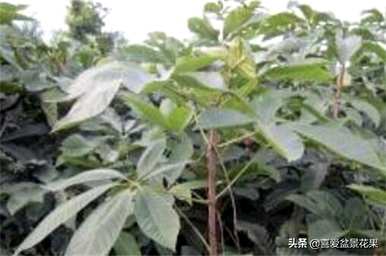 何时种植七叶树种子，何时种植七叶树种子