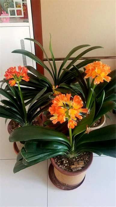 适合室内栽培的植物，适合室内栽培的植物