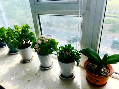 适合室内栽培的植物，适合室内栽培的植物