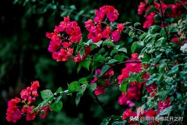 什么是三角梅的花语，三角梅的花语寓意和象征意义