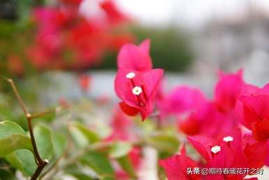 什么是三角梅的花语，三角梅的花语寓意和象征意义