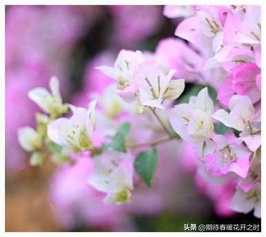 什么是三角梅的花语，三角梅的花语寓意和象征意义