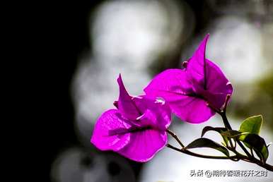 什么是三角梅的花语，三角梅的花语寓意和象征意义