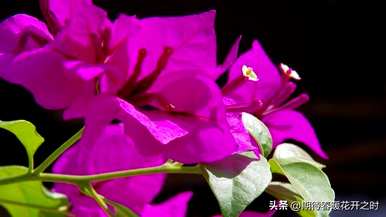 什么是三角梅的花语，三角梅的花语寓意和象征意义