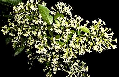 夜来香什么时候开花，夜来香什么时候开花？