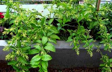 夜来香什么时候开花，夜来香什么时候开花？