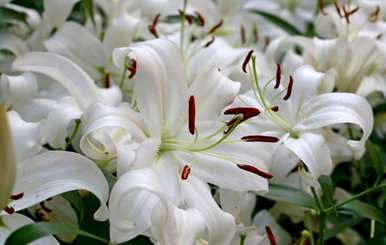 刚买的百合花怎么水养开花，百合花怎么养得最好？
