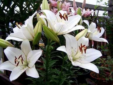 刚买的百合花怎么水养开花，百合花怎么养得最好？