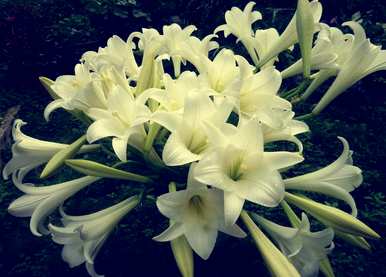 刚买的百合花怎么水养开花，百合花怎么养得最好？