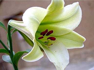 刚买的百合花怎么水养开花，百合花怎么养得最好？
