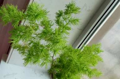 蓬莱松发黄掉针怎么处理，蓬莱松叶发黄怎么办？