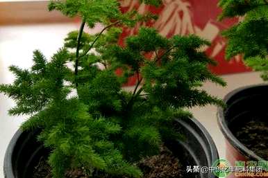 云竹怎么养好，云竹怎么养好，需要注意什么？
