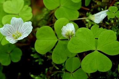 四叶草的花语和象征意义，花语和象征意义是什么？