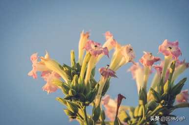 烟草花什么时候开花，烟草花什么时候开花？