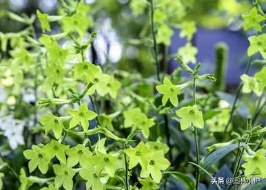 烟草花什么时候开花，烟草花什么时候开花？