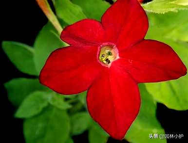 烟草花什么时候开花，烟草花什么时候开花？