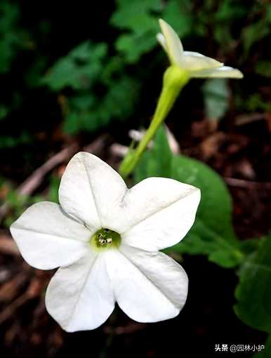 烟草花什么时候开花，烟草花什么时候开花？