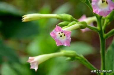 烟草花什么时候开花，烟草花什么时候开花？