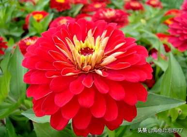 什么花适合夏天播种，什么花适合夏天播种