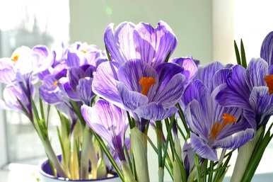 番红花何时开花，番红花何时开花