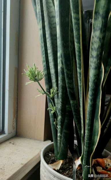 虎皮兰如何浇水视频教程全集，虎皮兰如何浇水