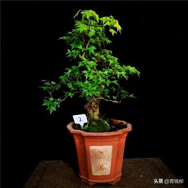冬天可以挖三角枫下山桩吗？冬天怎么养三角枫盆景？