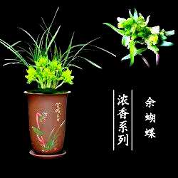春兰的名品有哪些？春兰的第一个名品是什么？