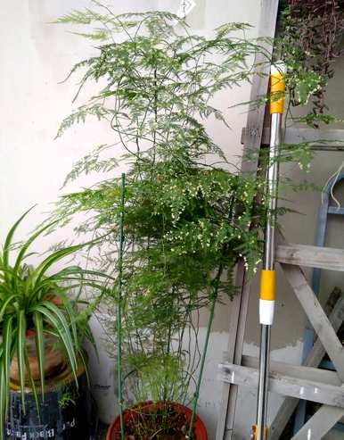 如何养好文竹才能长得旺盛，如何养好喜水文竹才能更旺盛