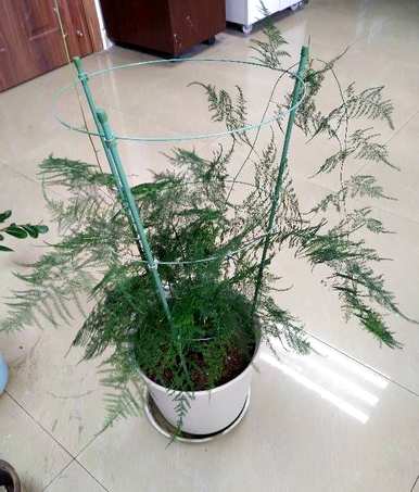 如何养好文竹才能长得旺盛，如何养好喜水文竹才能更旺盛