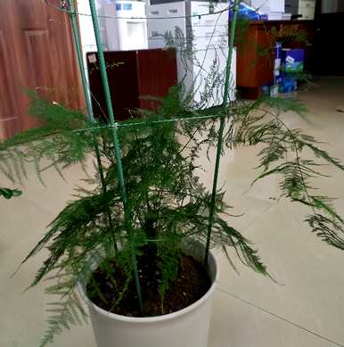 如何养好文竹才能长得旺盛，如何养好喜水文竹才能更旺盛