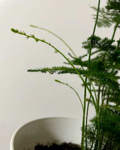 如何养好文竹才能长得旺盛，如何养好喜水文竹才能更旺盛