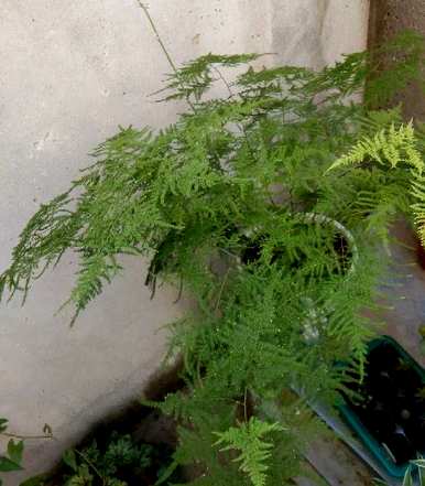 如何养好文竹才能长得旺盛，如何养好喜水文竹才能更旺盛