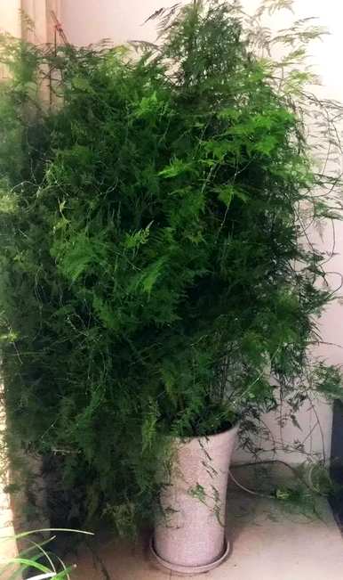 如何养好文竹才能长得旺盛，如何养好喜水文竹才能更旺盛