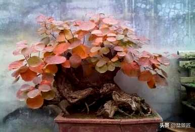 如何养护黄芪盆景，精品黄芪金牌盆景