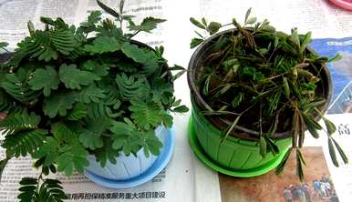 家里养含羞草好吗？如何养含羞草爆棚？