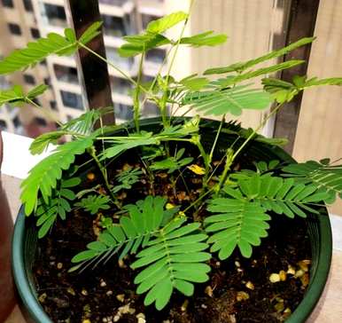 家里养含羞草好吗？如何养含羞草爆棚？