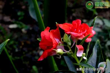 凤仙花种子的种植方法和时间，凤仙花种子是什么样子的？