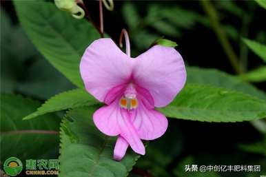 凤仙花种子的种植方法和时间，凤仙花种子是什么样子的？